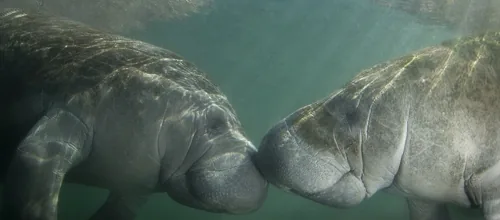Two manatees touching snouts, a form of communication between individuals