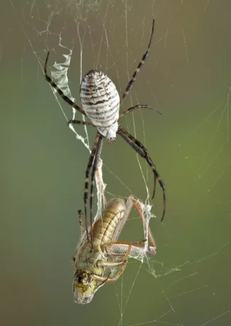 A banded garden spider on its orb web