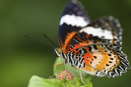 A butterfly perched on a leaf, its feet touching the surface, those feet contain chemoreceptors that taste the plant on contact