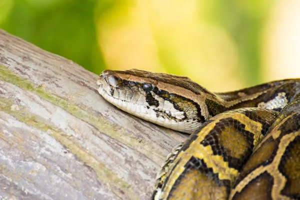 A reticulated python resting on a tree log in its jungle habitat