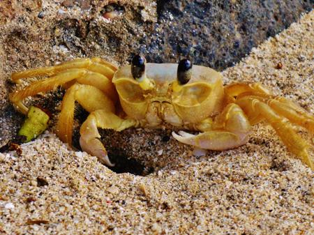 A yellow ghost crab on a sandy beach, showing its distinctive bulging eyes and pale translucent body