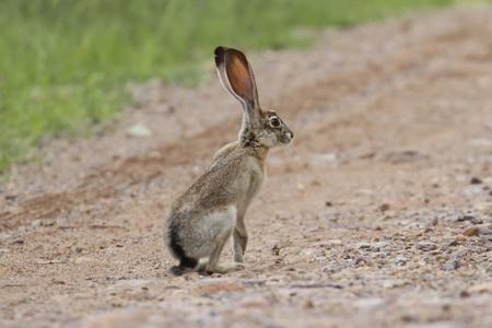 Black-tailed Jackrabbit (Lepus californicus)