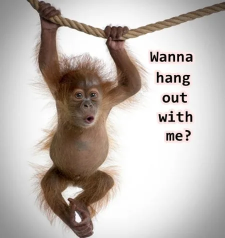 Cute baby orangutan