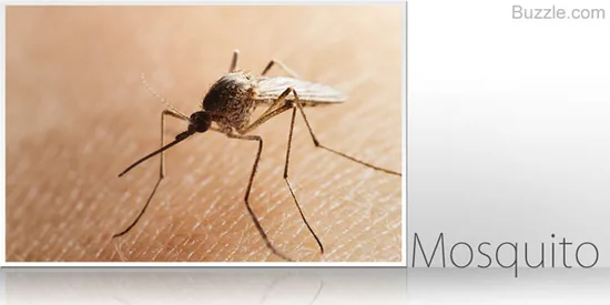 Mosquito, a member of Order Diptera