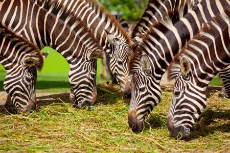 Zebras grazing on savanna grass