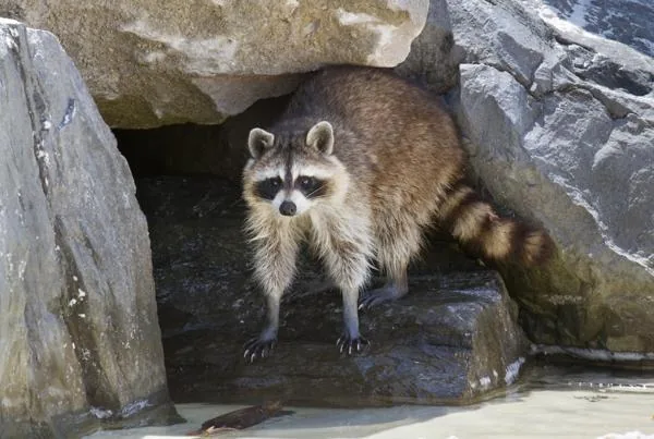 Raccoon in a forest, showing its distinctive masked face