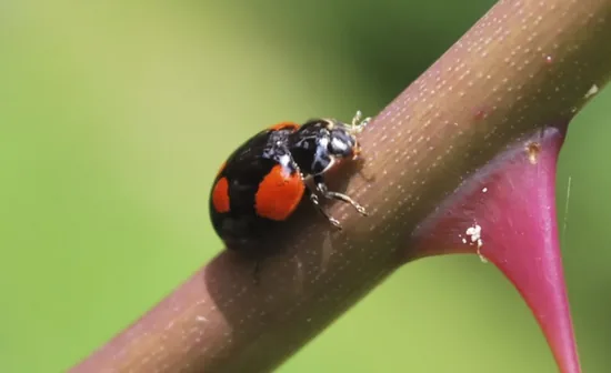 A dark ladybug resting on a branch with a thorn