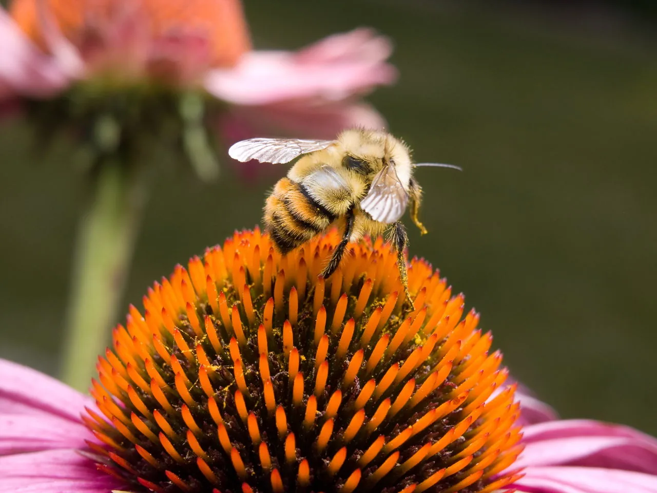 A bumblebee on a sunflower, collecting pollen