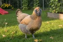Facts About Ameraucana Chickens That Will Simply Enchant You