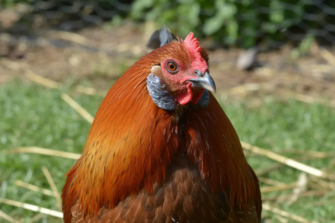 Ameraucana rooster showing distinctive orange hackle feathers and red-brown eyes