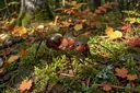 Really Gripping Facts about Ants