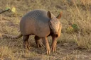 Surprising Facts About Armadillos That Will Leave You in Awe