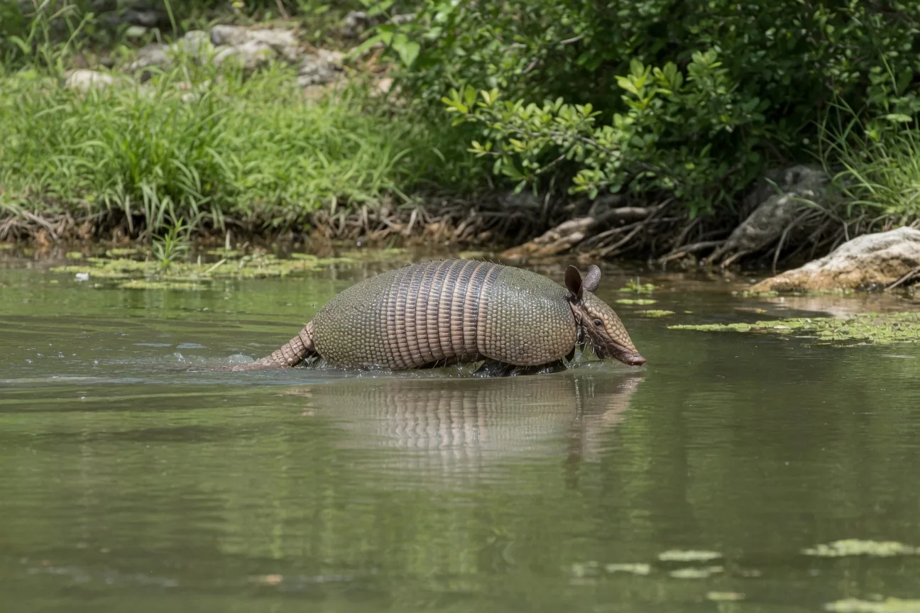 Nine-banded armadillo swimming across a pond, head above water