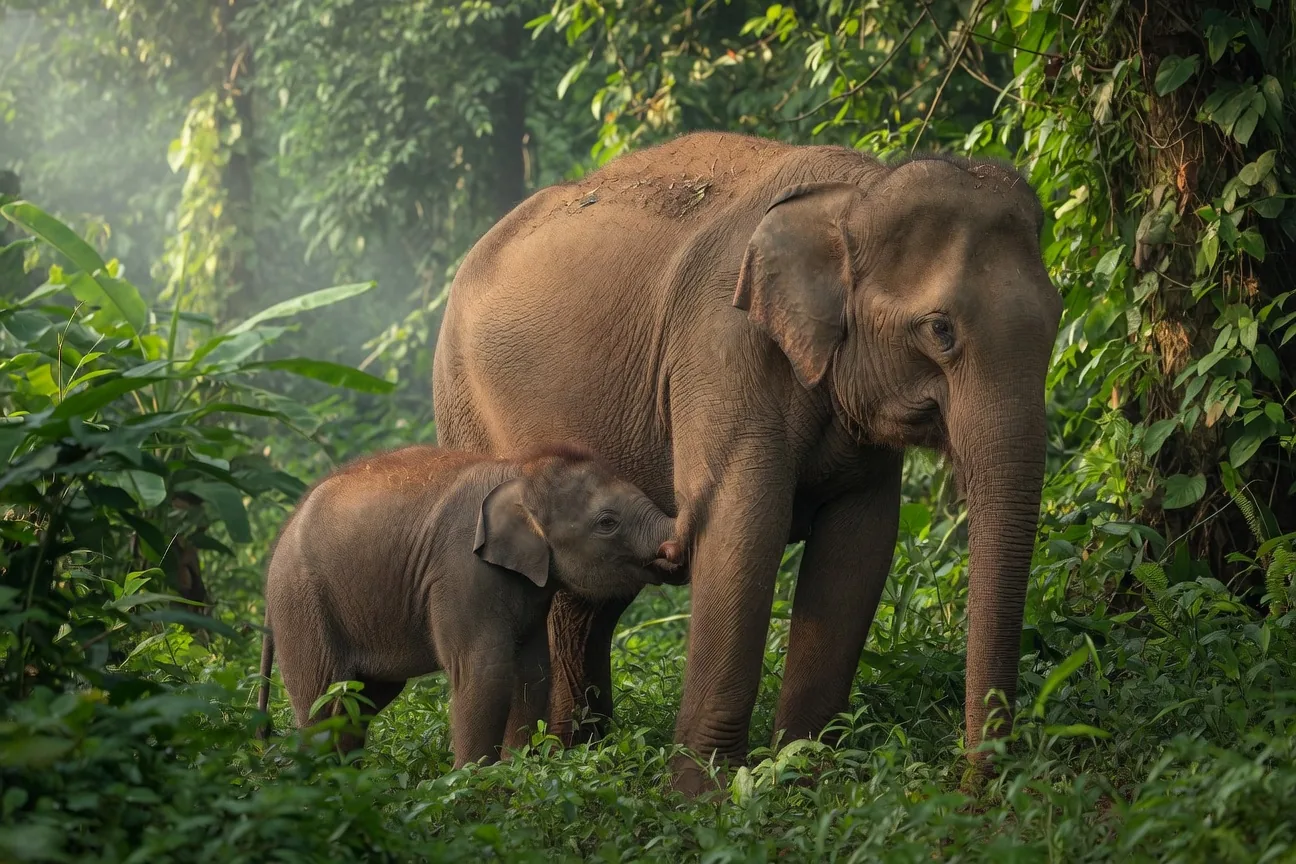 A young Asian elephant calf staying close to its mother in lush green habitat
