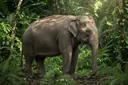 Facts About Asian Elephants You Won't Believe You Didn't Know
