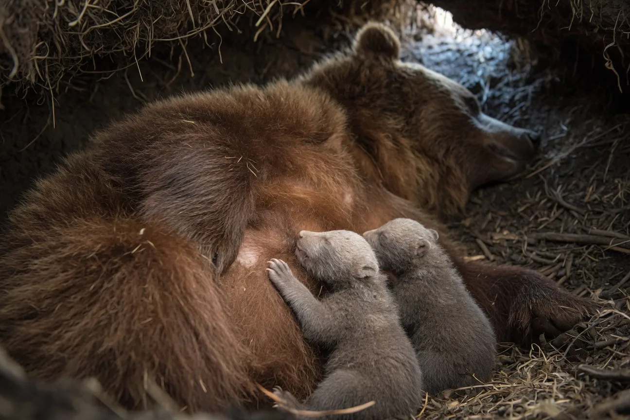 A female brown bear nursing two newborn cubs inside a winter den, the tiny cubs pressed against her warm fur