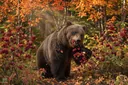 Utterly Incredible Facts About the Hibernation of Bears