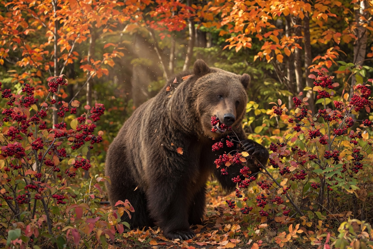 A brown bear stands in an autumn forest eating red berries from a bush.