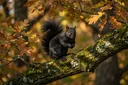 Cute and Cool Facts About the Relatively Rare Black Squirrels