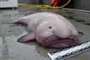 13 Wonderful Facts About Blobfish, The Ugliest Fish in the Ocean