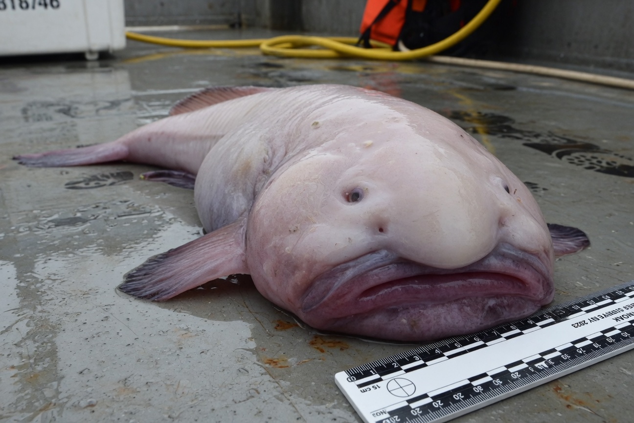 A pale pink blobfish rests on a wet grey surface next to a measuring ruler.