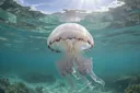 Facts about Cannonball Jellyfish