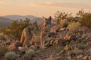 Facts about Coyote - Prairie Wolf