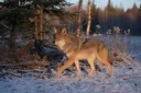 Facts About the Coyote-Wolf Hybrid (Coywolf)