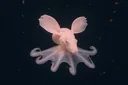 Surprisingly Not-so-dumb Facts About the Dumbo Octopus