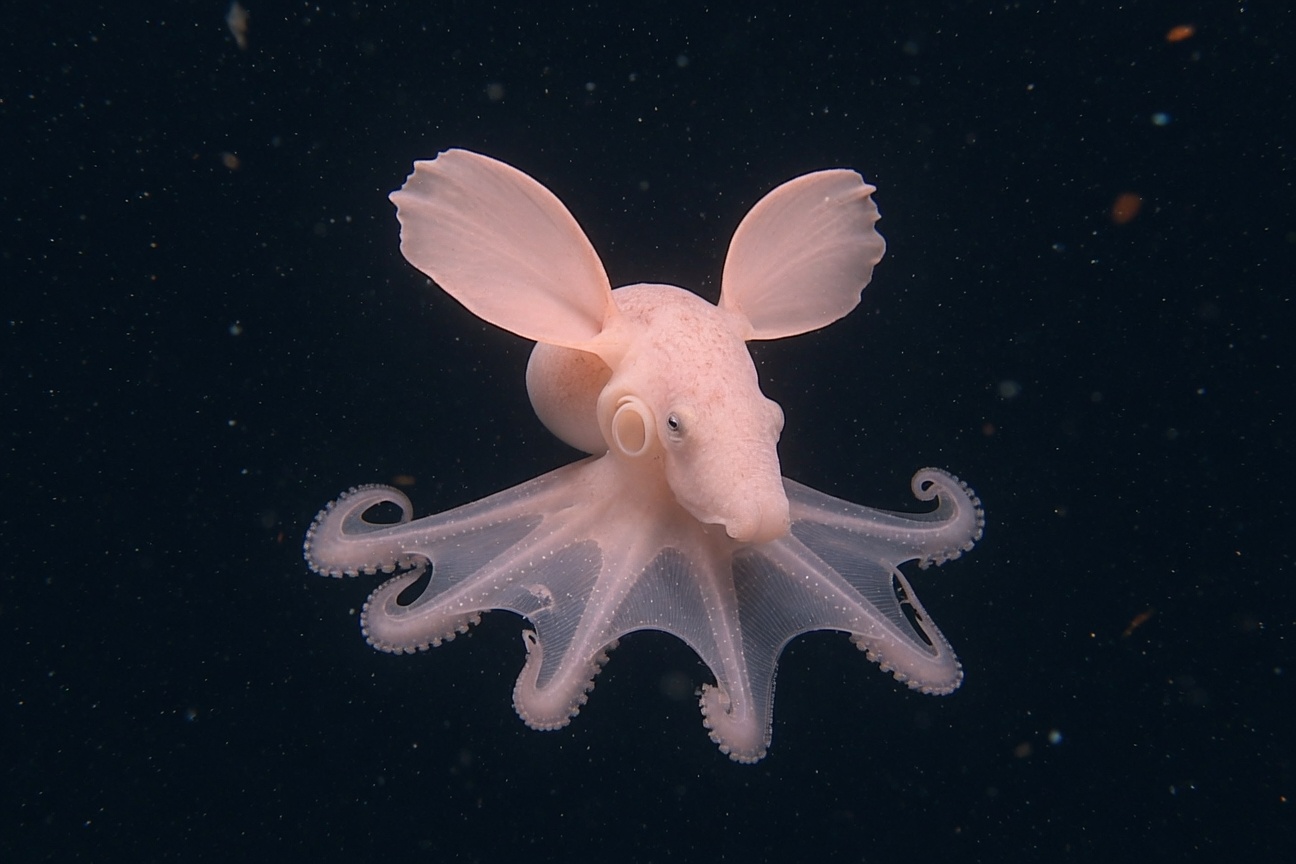A pale pink Dumbo octopus swims in dark water with its large ear-like fins extended.