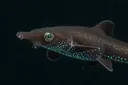 17 Facts About the Dwarf Lanternshark