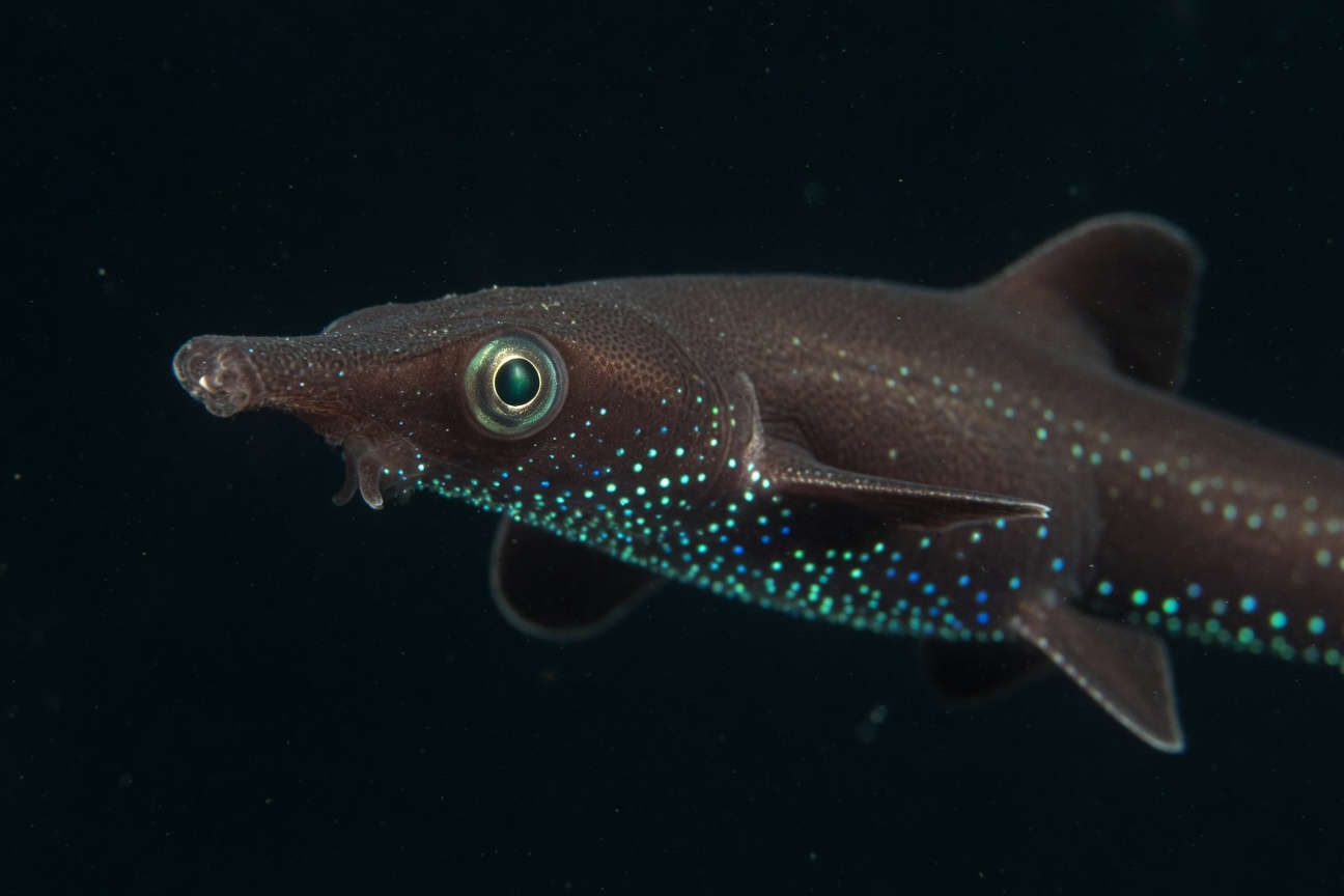 A dwarf lanternshark with glowing blue spots along its belly swims in dark water.