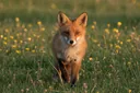Fast Facts About Foxes That Will Leave You Spellbound