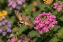 Mysteriously Amazing Facts about Hummingbird Moths
