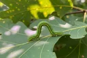Intriguing Facts About Inchworms You Probably Didn't Know