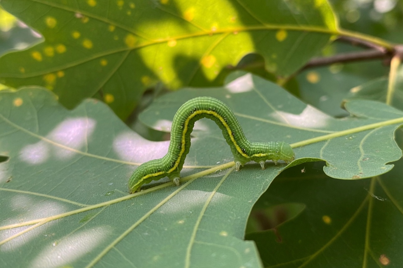 A green inchworm with a yellow stripe arches its body while crawling along the vein of a large oak leaf.