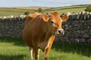 Facts About Jersey Cows You Won't Believe You Didn't Know Until Now