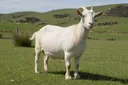 Quick Facts About Kiko Goats That are Simply Delightful