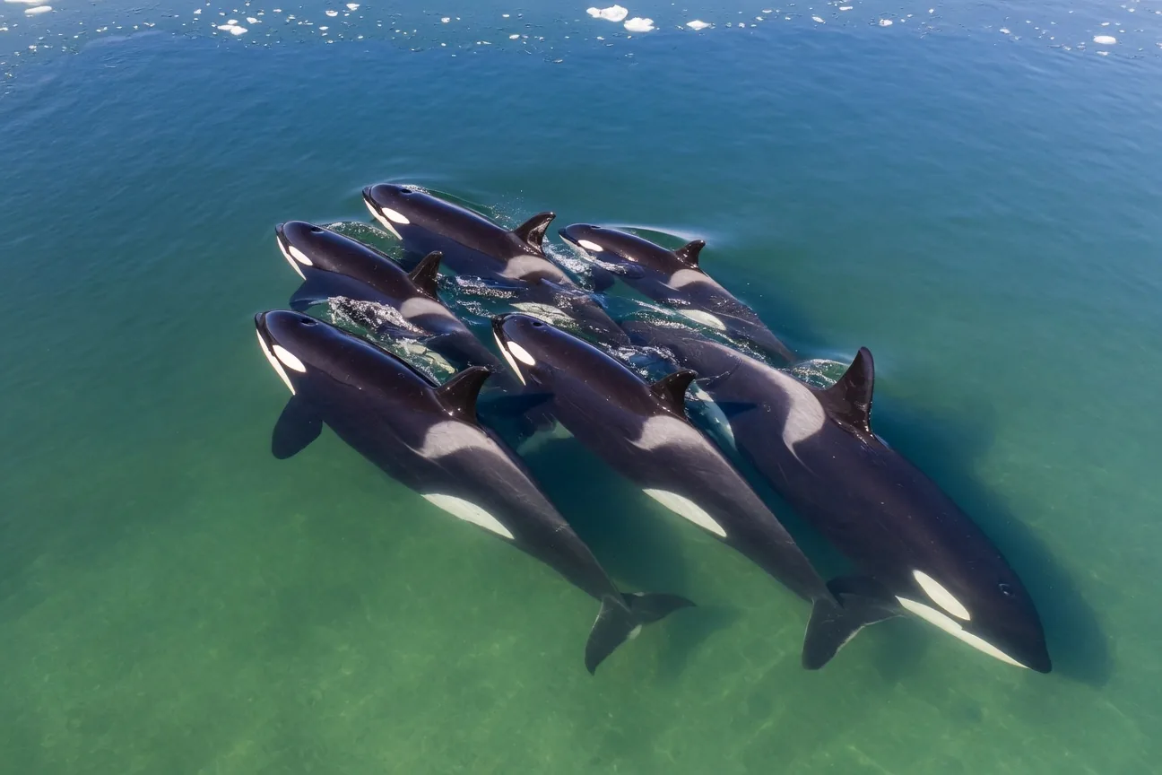 A pod of orca killer whales swimming in formation through Arctic waters, viewed from above