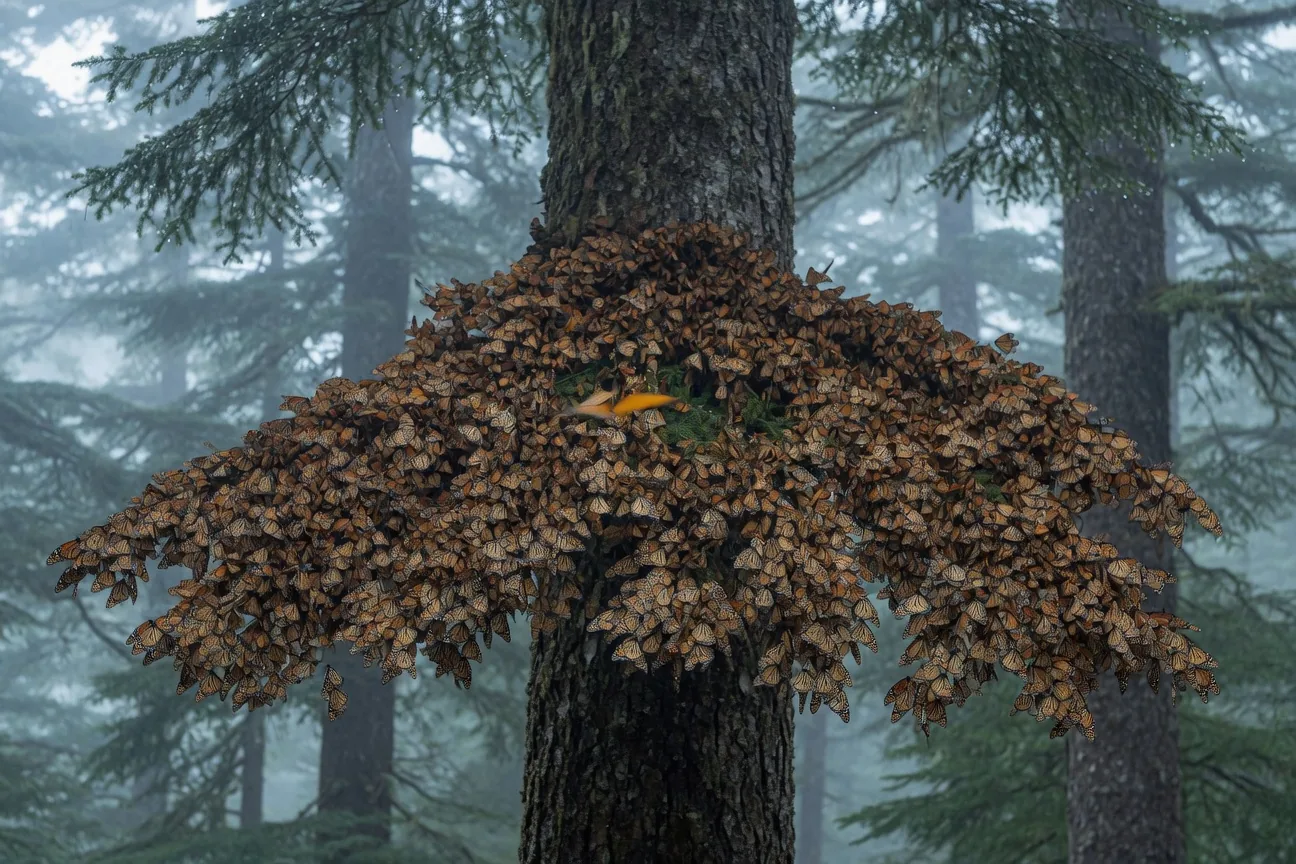 Hundreds of Monarch butterflies clustering on oyamel fir trees in Michoacan, Mexico