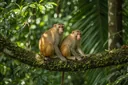 Undeniably Interesting Facts About Monkeys