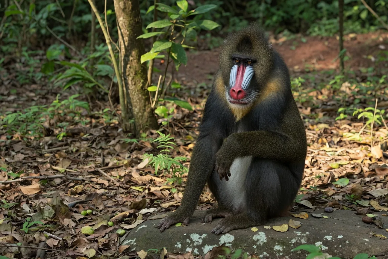 A male mandrill monkey showing its vivid blue and red muzzle markings