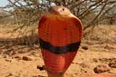 Insanely Killer Facts about the Red Spitting Cobra