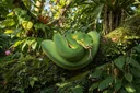 Mind-blowing Facts About Snakes That Will Leave You Dumbfounded