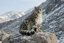 Facts About the Charming and Elusive Snow Leopard