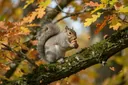 Facts About Squirrels