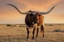 Fascinatingly Crazy Facts About Texas Longhorn Cattle