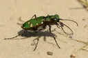 Facts About the Tiger Beetle You Need to Read Right Now