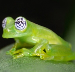 Centrolene ilex - glass frog