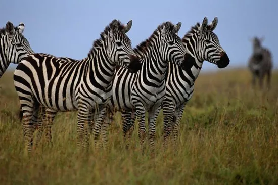 Three common zebras